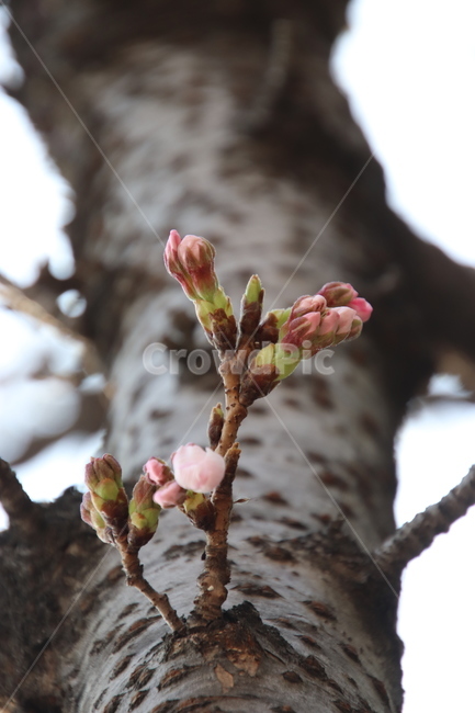 나무,꽃,봄,벚꽃,분홍색,식물,자연,plants,nature,꽃,flower