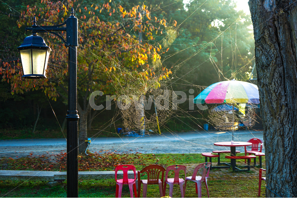 가로등,거미줄,거미집,의자,파라솔,정원,나무,단풍,가을,자연,풍경,nature,landscape,chair
