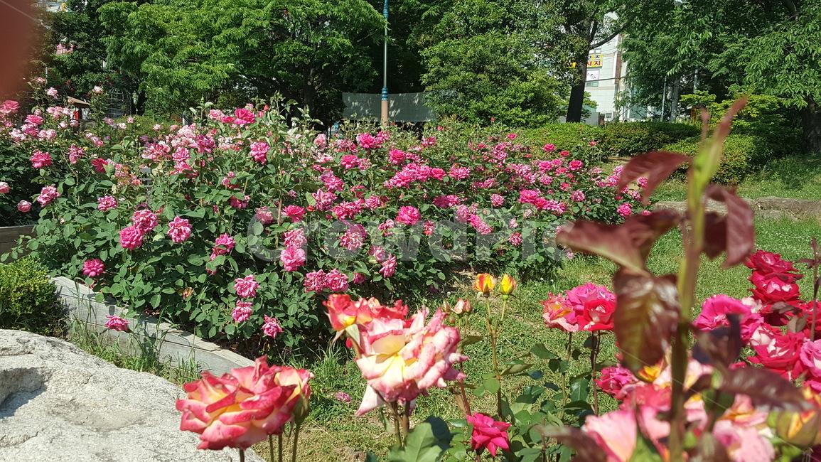 자연,환경,장미,꽃,화명동장미공원,장미공원,flower,rose,tree,나무,자연환경