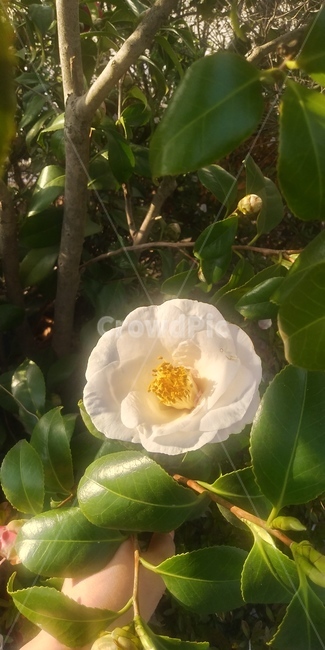 동백,동백꽃,하얀동백,하얀색동백,하얀동백꽃,하얀색동백꽃,꽃,식물,flower,식물,자연,plants,nature,꽃,flower