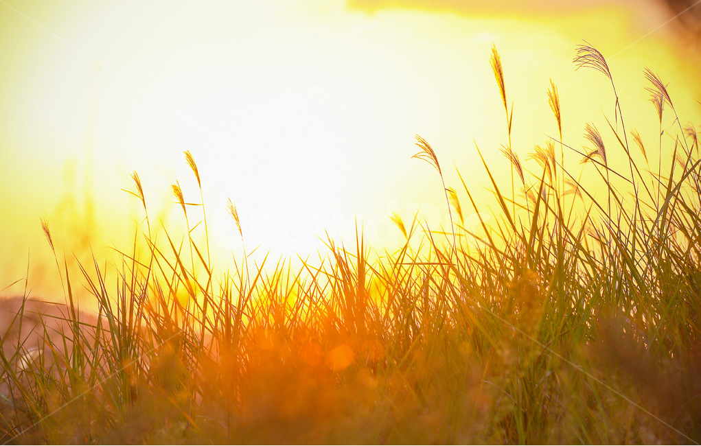 일몰,갈대밭,갈대,저녁,해질녘,plant,식물,grass,잔디,자연,nature,가을,계절,fall,autumn,season,자연,풍경,nature,landscape