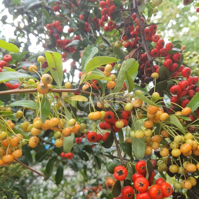 plant,produce,식물,fruit,생산액,과일,persimmon,food,음식