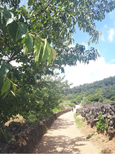 제주,푸른하늘,나뭇잎,둘레길,싱그러움,cheju,jejudo,jejuisland,bluesky,leaf,화창함,serenity