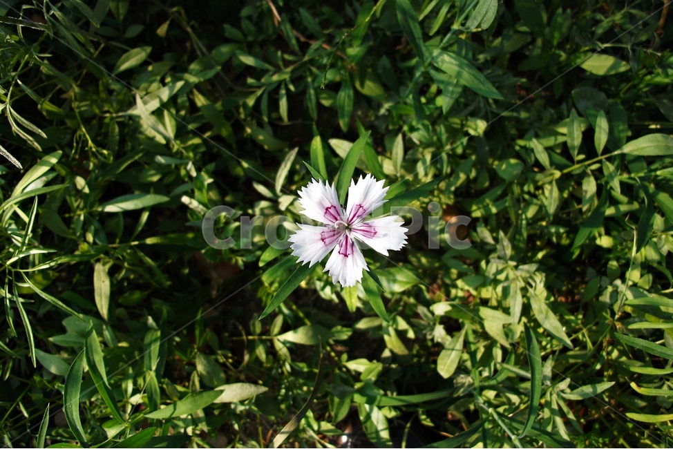 패랭이꽃,꽃,자연,식물,flower,dianthussinensis,꽃술,plant,nature,floral