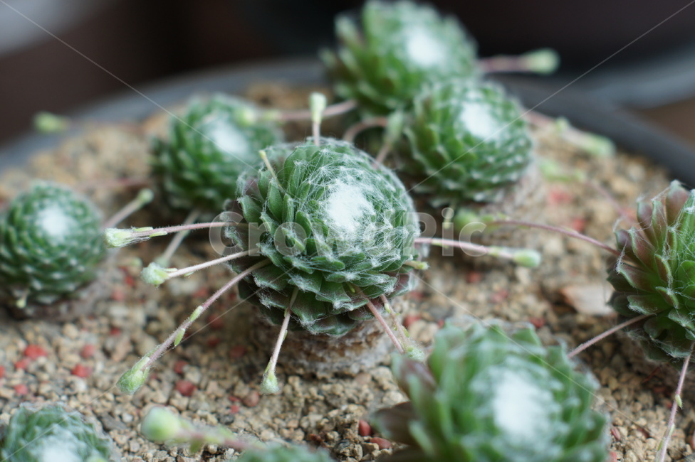 선인장,화초,가시,화분,녹색,식물,자연,plants,nature,실내용화초,화분,화초,house plant