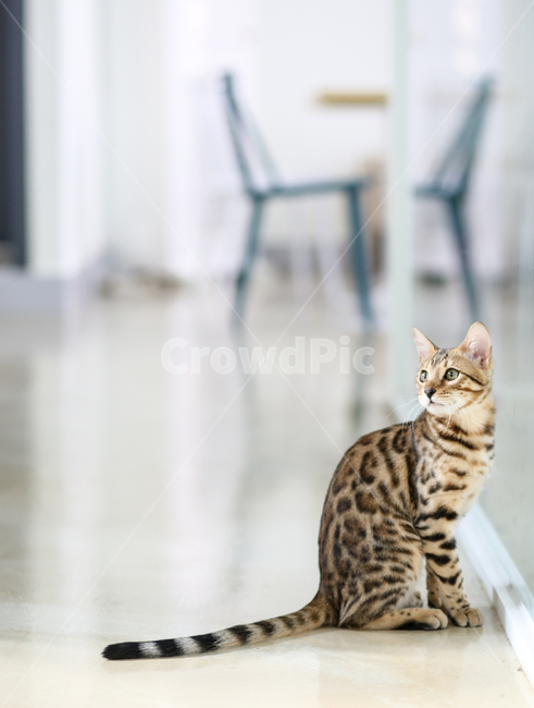 뱅갈고양이,고양이,냥이,뱅갈,cat,동물,animal,포유류,mammal,고양이,cat,kitten,kitty