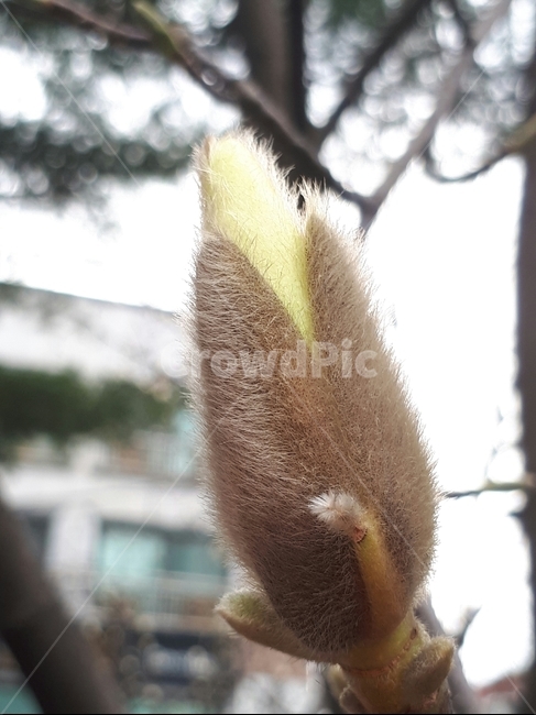 새싹,봄,봉우리,꽃,나무,피어오름,식물,식물,자연,plants,nature