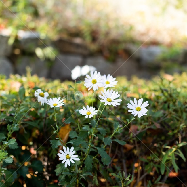데이지,flower,꽃,식물,plant,daisy,식물,자연,plants,nature,꽃,flower