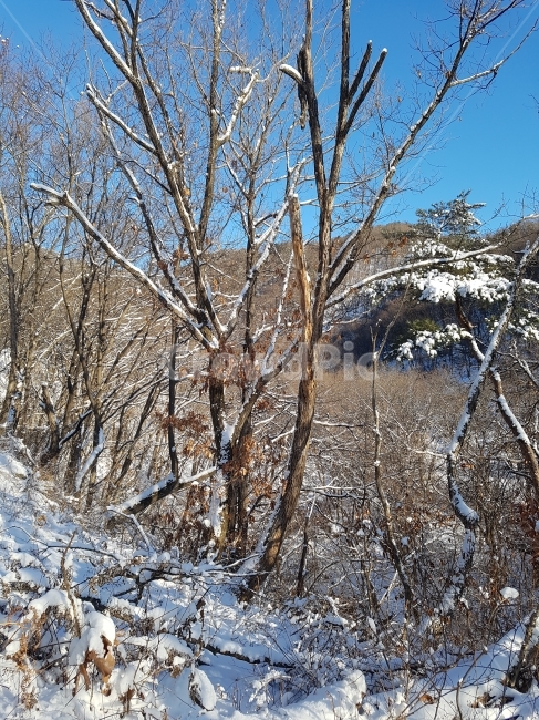 고목,죽은나무,겨울,눈,나무,겨울,계절,winter,season,자연,풍경,nature,landscape,tree,plant,식물