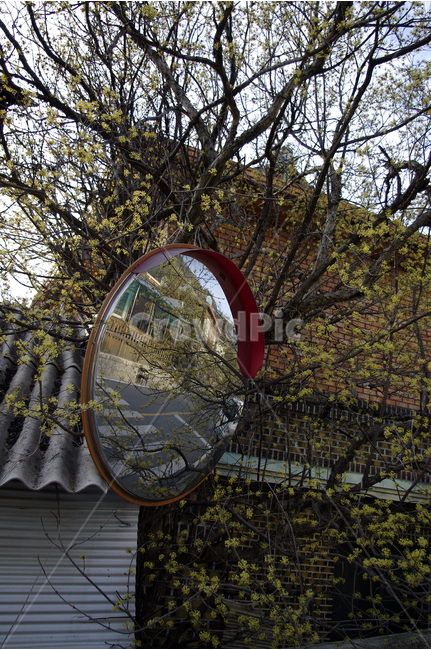 산수유,거울,동네,봄,산수유나무,감성,노란꽃,꽃,봄꽃,봄,계절,spring,season,식물,자연,plants,nature,나무,trees,wood,건축물,건물외관,exterior,building,structure,architecture,construction