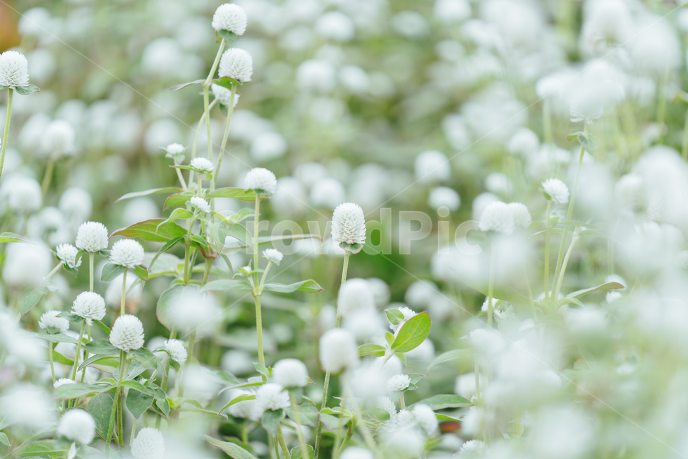 꽃,flower,자연,천일홍,가을꽃,gomphrenaglobosa,하얀천일홍,하얀색,plant,식물,blossom