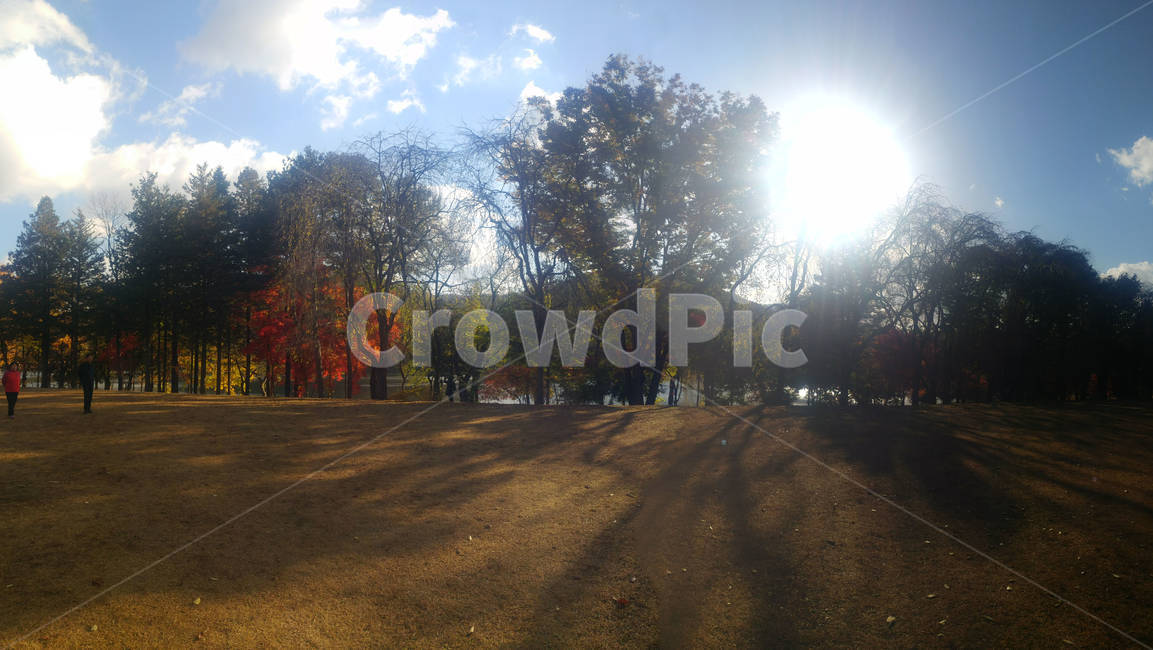 나무,태양,그림자,구름,공원,가을,계절,fall,autumn,season,자연,풍경,nature,landscape,light,빛,flare,플레어,sunlight,햇빛
