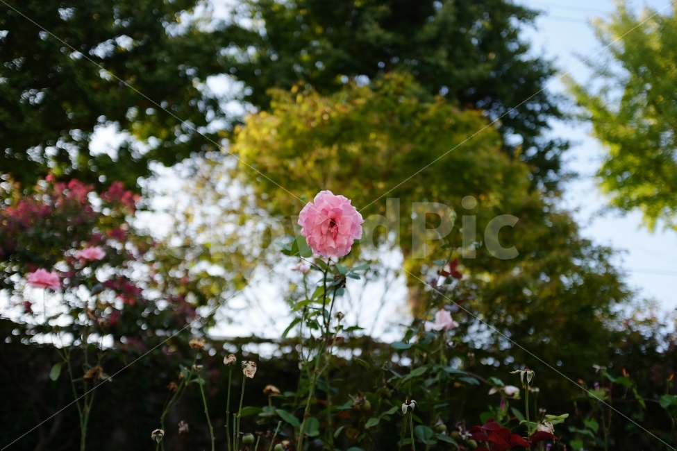 자연,풍경,꽃,분홍,감성,식물,자연,plants,nature,꽃,flower