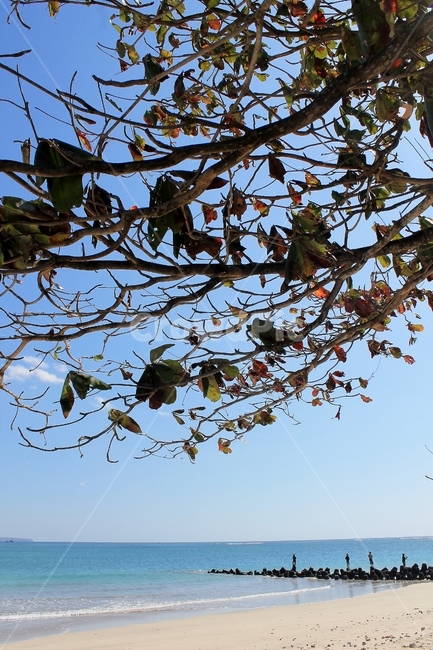 발리,해변,beach,beautifulbeach,낚시,fishing,bali,indonesia,인도네시아,파랑,blue,sky,하늘,나무,leaf,잎,해변,바다,beach,sea,나무,trees,wood