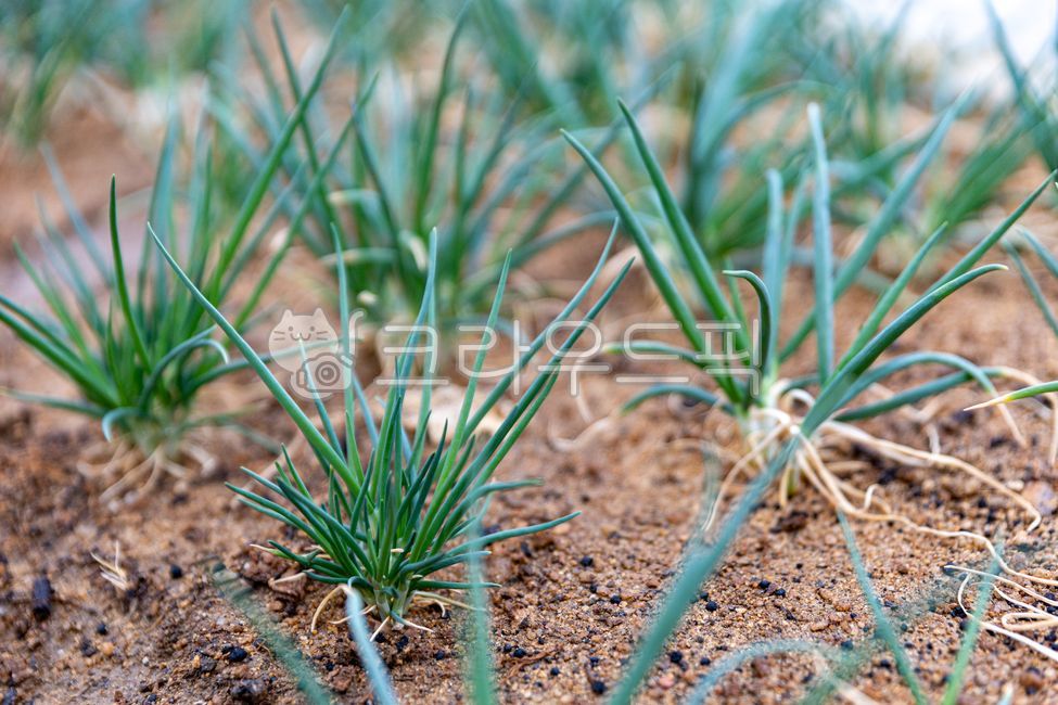 greenonion, 파, agriculture, 밭, 시골, 사진,이미지,일러스트,캘리그라피 - zkflqth작가