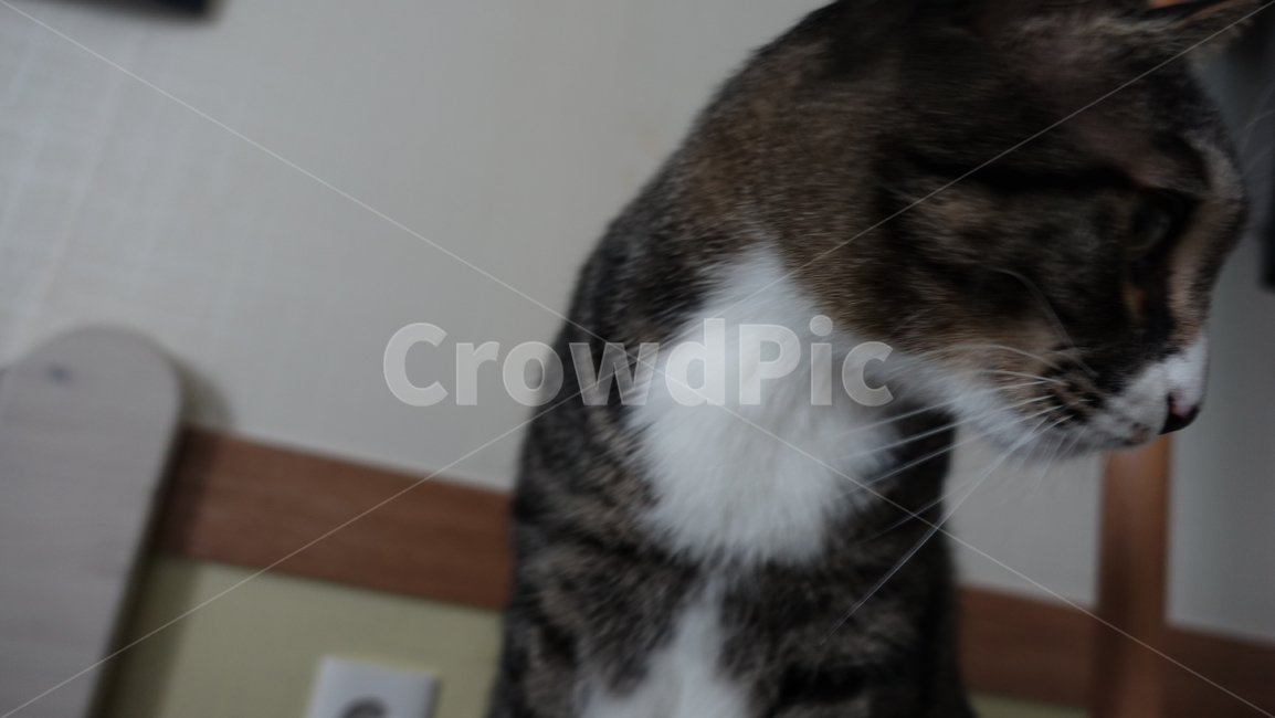 고양이,코숏,코숏고등어,애완동물,동물,동물,animal,포유류,mammal,고양이,cat,kitten,kitty