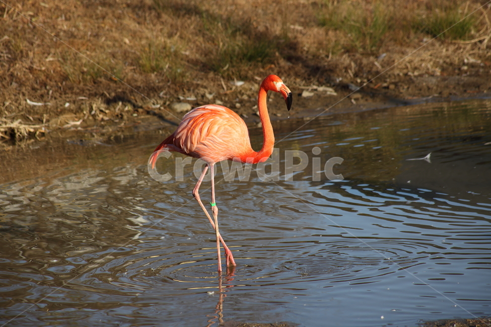 홍학,플라밍고,새,대형조류,flamingo