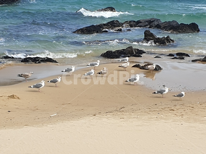 water,물,sea,바다,ocean,대양,nature,outdoors,자연,옥외,shoreline,해안선,bird,새,animal,바닷가,beach,연안,coast,동물,sand,모래,갈매기