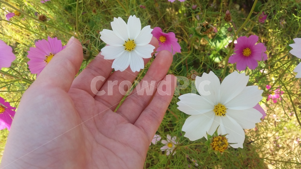 코스모스,꽃,cosmos,flower,봄,분홍색,pink,하얀색,white,가을,계절,fall,autumn,season,plant,식물