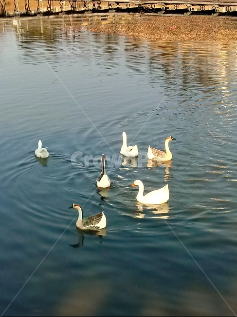 동물,호수,물,옥외,거위,오리,animal,outdoor,자연,동물,animal,조류,새,birds