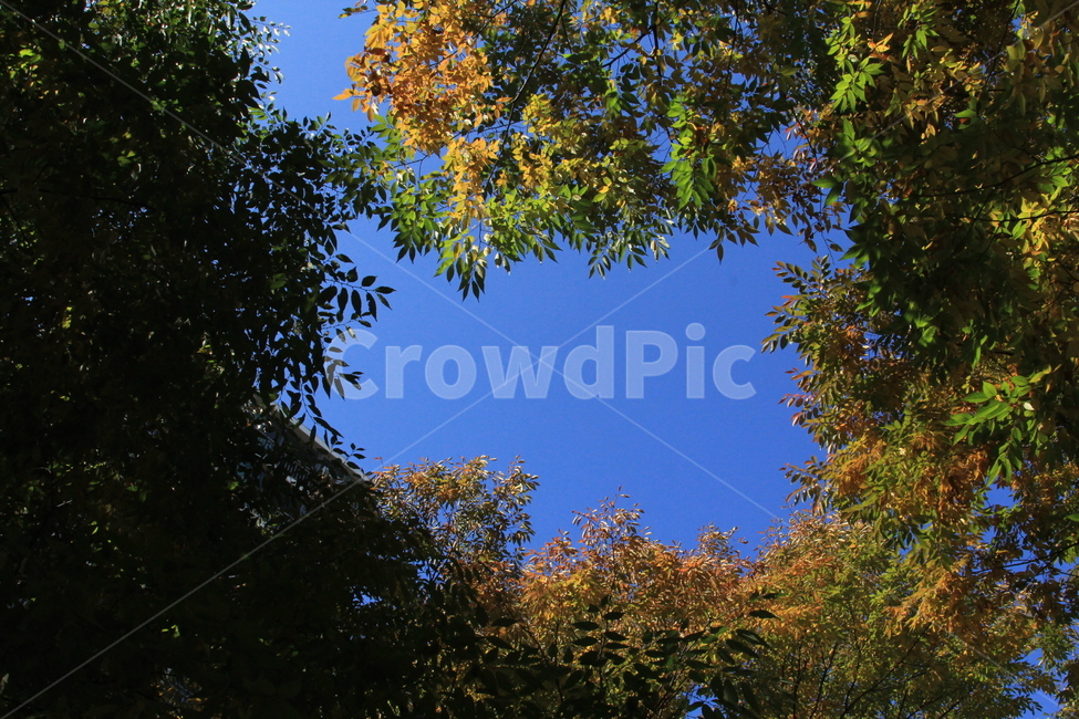 하늘,단풍,파랑,sky,maple,bluesky,leafs,trees,가을,계절,fall,autumn,season,자연,풍경,nature,landscape,tree,나무,plant,식물,leaf,잎