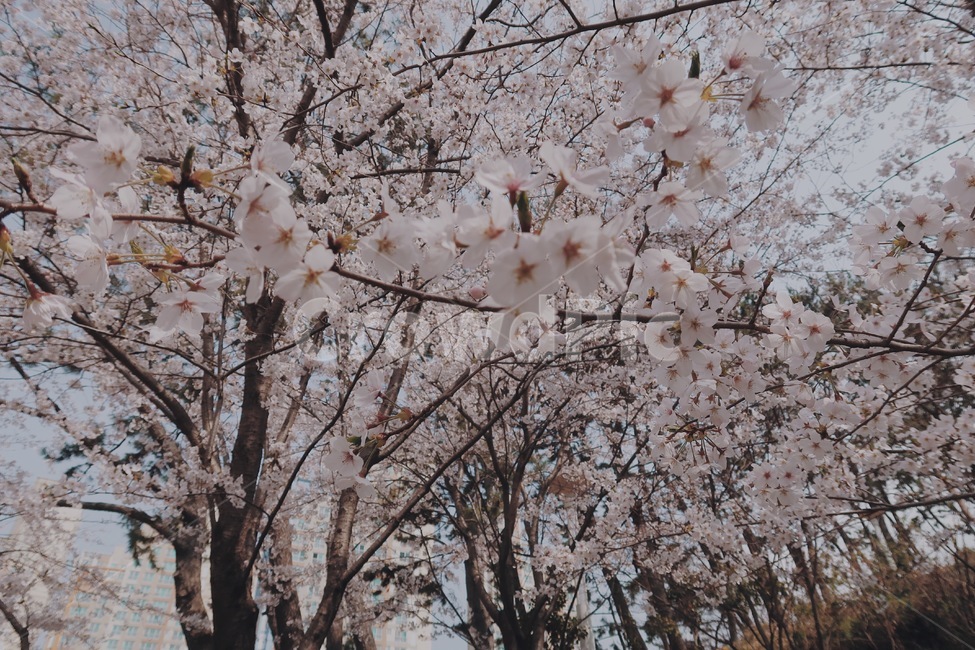봄,벚꽃,나무,벚꽃나무,꽃,봄날,flower