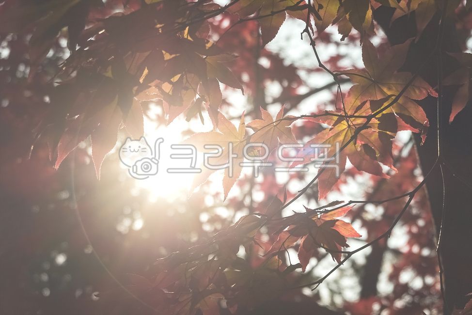 flare,tree,backlight,leaf,Maple leaf,sunlight,light,autumn