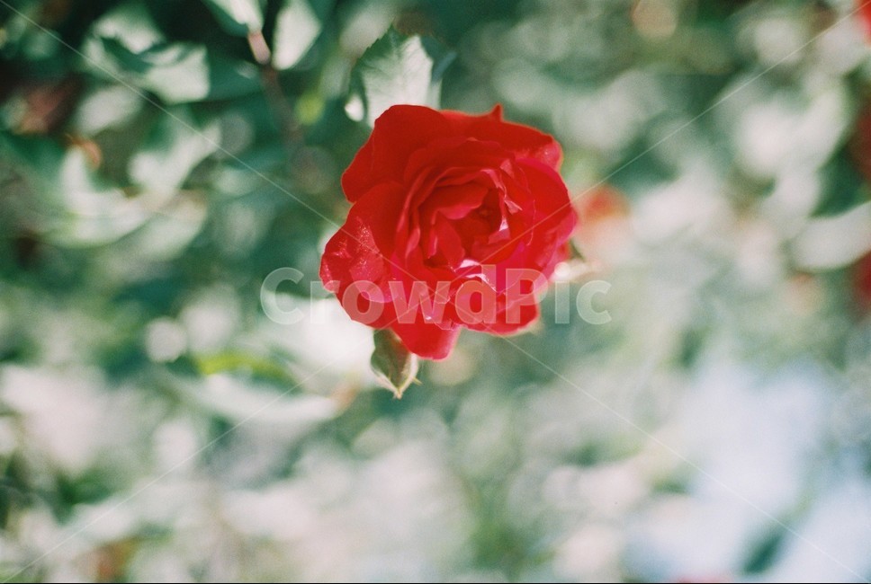꽃,필름사진,장미,rose,flower,film,자연,필름,nature,식물,plants