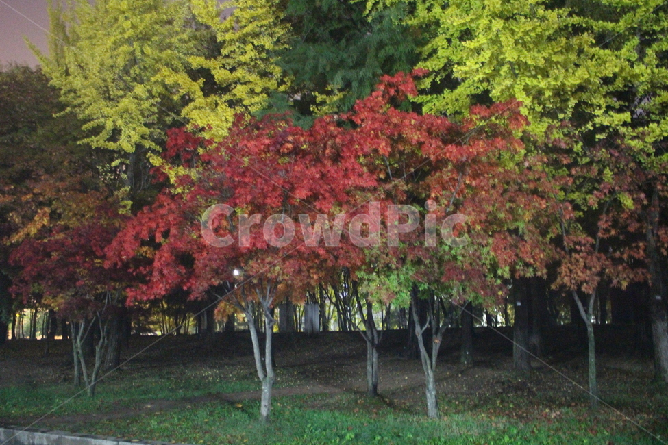 새벽,밤,나무,올림픽공원,단풍,자연,풍경,nature,landscape,tree,plant,식물,maple