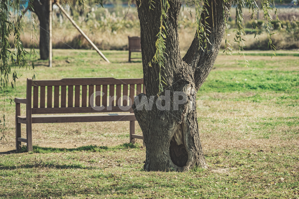 부산,화명생태공원,공원,휴식,의자,풍경,자연,감성,나무,busan,park,rest,chair,view,landscape,nature,tree,wood,beautiful,식물,자연,plants,nature,나무,trees,wood,휴식,힐링,rest,relaxation,healing