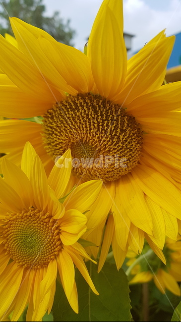 plant,식물,flower,꽃,blossom,해바라기,sunflower,꽃술,노랑꽃,노랑,yellowflower