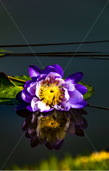 수련,에이트런스,청순,반영,연못,습지,연꽃,연,꽃,flower,식물,감성,수상식물,식물,자연,plants,nature