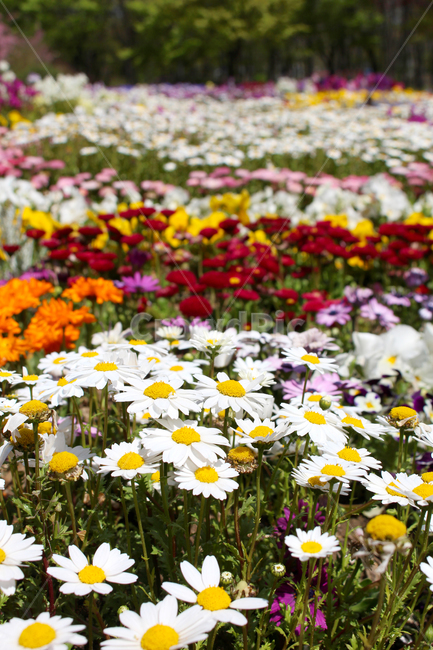 꽃,꽃밭,공원,봄,계절,소풍,피크닉,가지각색,알록달록,자연,나무,flower,flowergarden,park,spring,picnic,colorful,nature,tree,식물,자연,plants,nature,꽃,flower