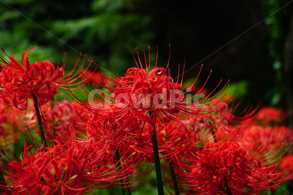 꽃무릇,꽃,식물,플라워,flower,자연,nature,plants,9월,가을,fall,autumn,september,꽃밭,화단,closeup,접사,매크로,마크로,macro,꽃사진,가을꽃,식물,자연,plants,nature,꽃,flower