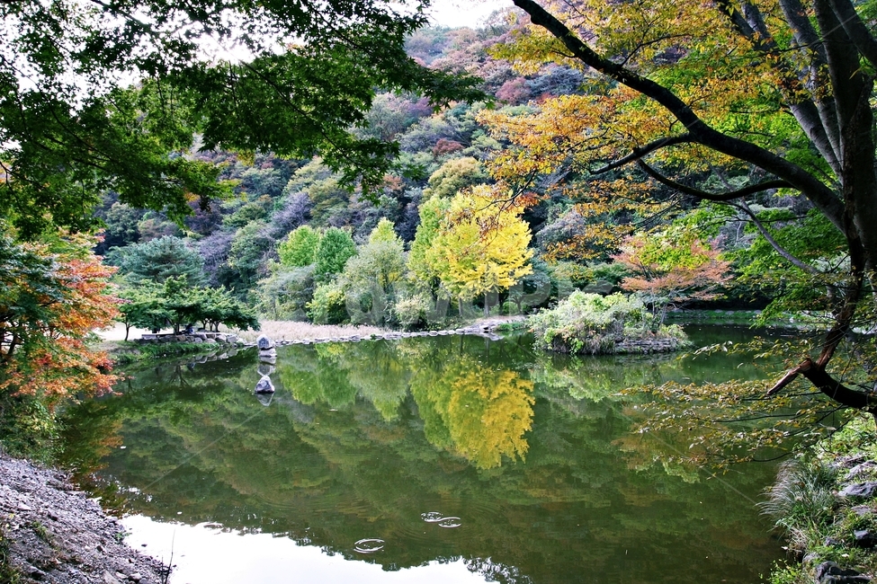 호수,가을,단풍,백양사,반영,연못,물,water,nature,자연,자연,풍경,nature,landscape