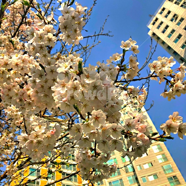 강원도,벚꽃,벚꽃구경,벚꽃나무,벚꽃놀이,sakura,하늘,cherryblossoms,cherryblossom,감성,색깔,보정,색상,색채,채도,색감,color,feeling,colersence,cherryblossoms,pink,cherryblossom