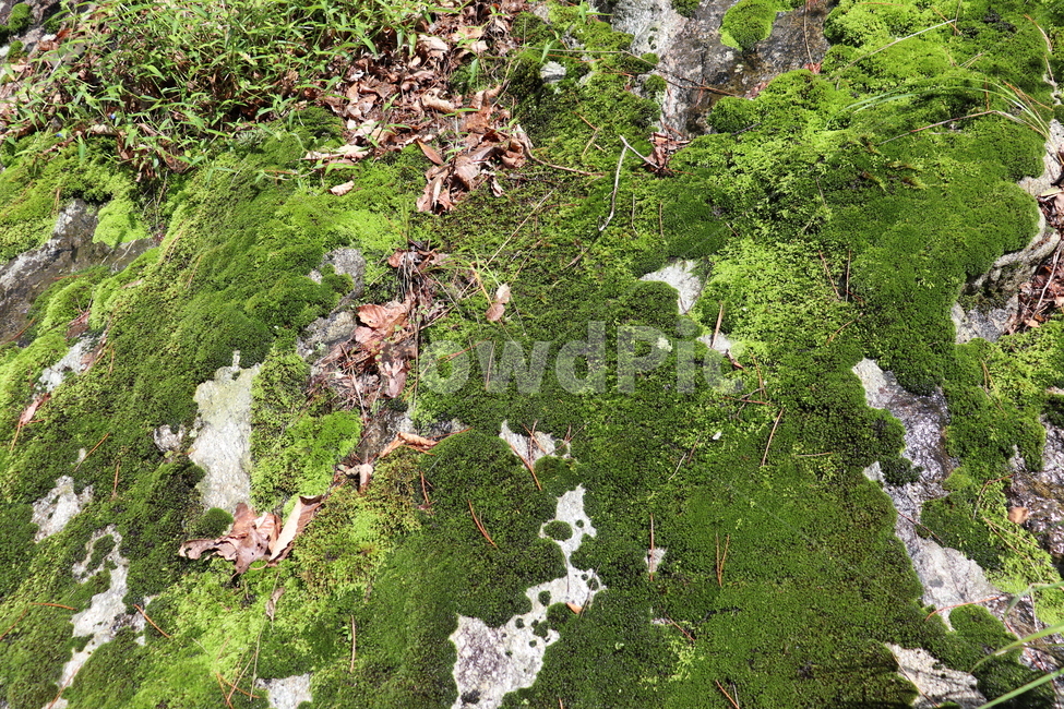 이끼,습지,산,moss,lichen,mountain,nature,자연,식물,자연,plants,nature