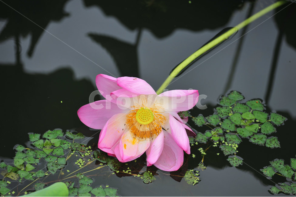 비련의주인공,연꽃,홍련,덕진공원연꽃,연꽃축제,식물,자연,plants,nature,꽃,flower