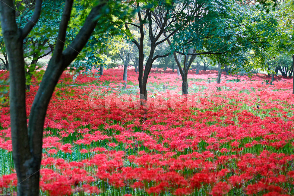 꽃무릇,상사화,꽃,식물,나무,빨강,레드,초록,plant,tree,flowers,군락,redspiderlily,가을,불갑사,영광,군락지,만개,꽃밭,풍경,전라도,풍경배경,배경,꽃배경,식물,자연,plants,nature,꽃,flower