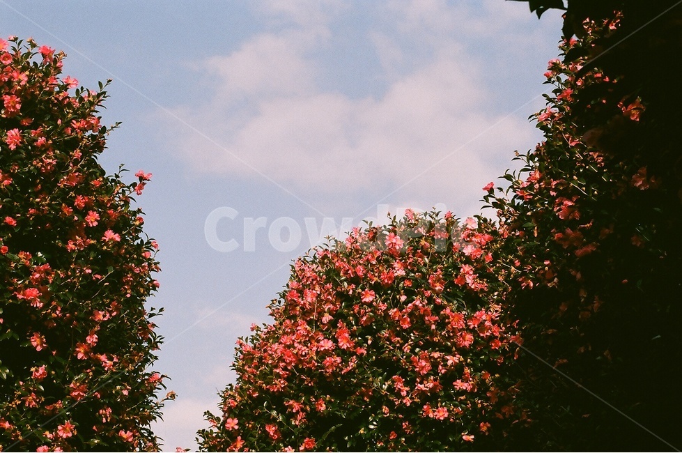 제주도,동백꽃,제주,겨울,꽃,위미리,동백군락지,자연,풍경,nature,landscape,식물,plants,꽃,flower,plant,leaf,잎,tree,나무,maple,단풍
