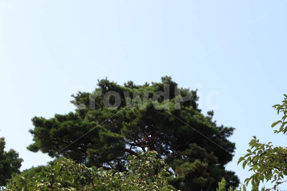 하늘,나무,식물,자연,야외,풍경,전경,공원,정원,식물,자연,plants,nature