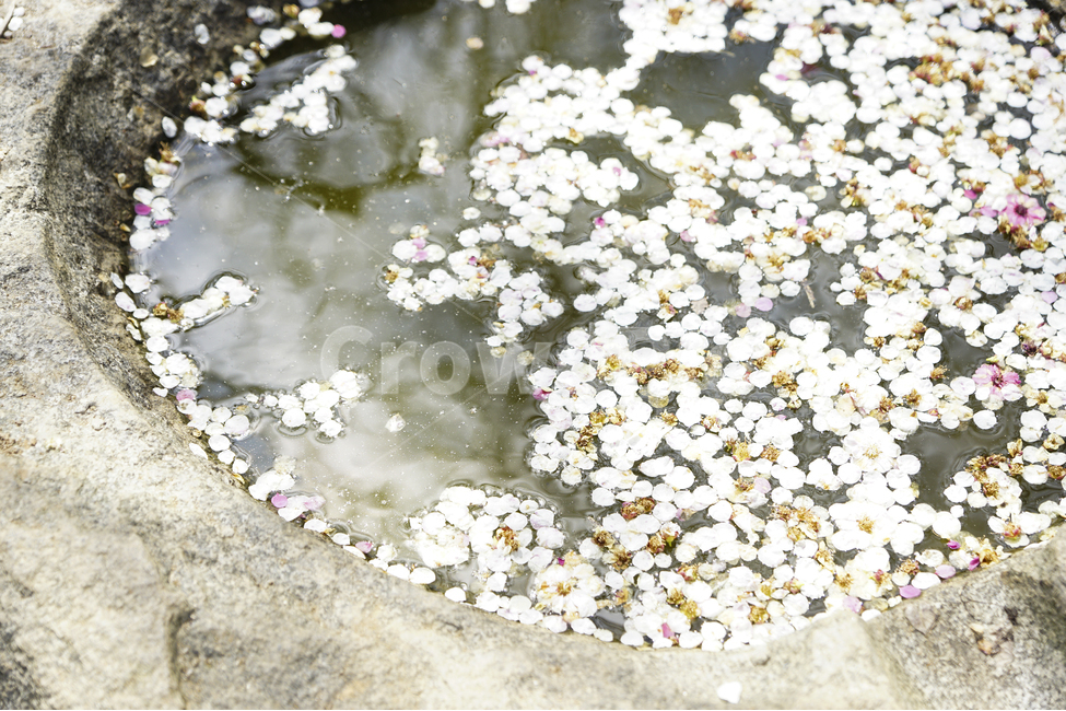 봄,매화,꽃,풍경사진,꽃잎,landscape,flower,spring,cherryblossoms,pond,petal,floralleaf,water,stone,white,봄,계절,spring,season,꽃,flower,plant,식물,blossom