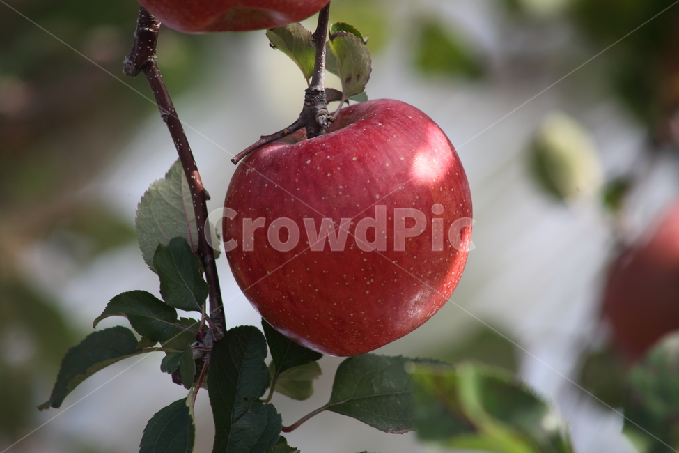 사과,부사,과일,열매,apple,식물,자연,plants,nature,과일,열매,fruit