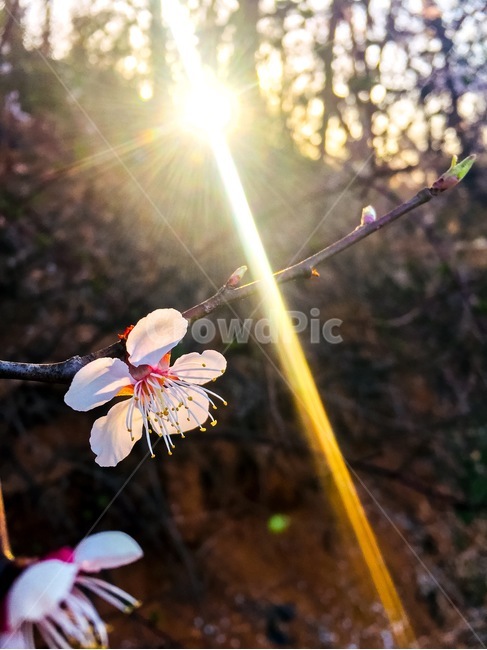 벚꽃,노을,산,light,빛,꽃,감성,sakura