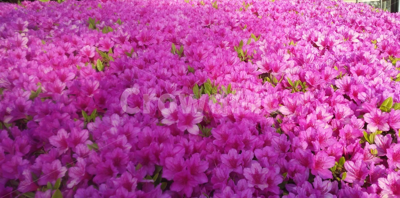 철쭉,smilerosebay,진달래과,식물,봄꽃,개꽃나무,관상용