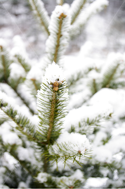 식물,plant,겨울,winnter,설경,눈,자연,nature,겨울,계절,winter,season