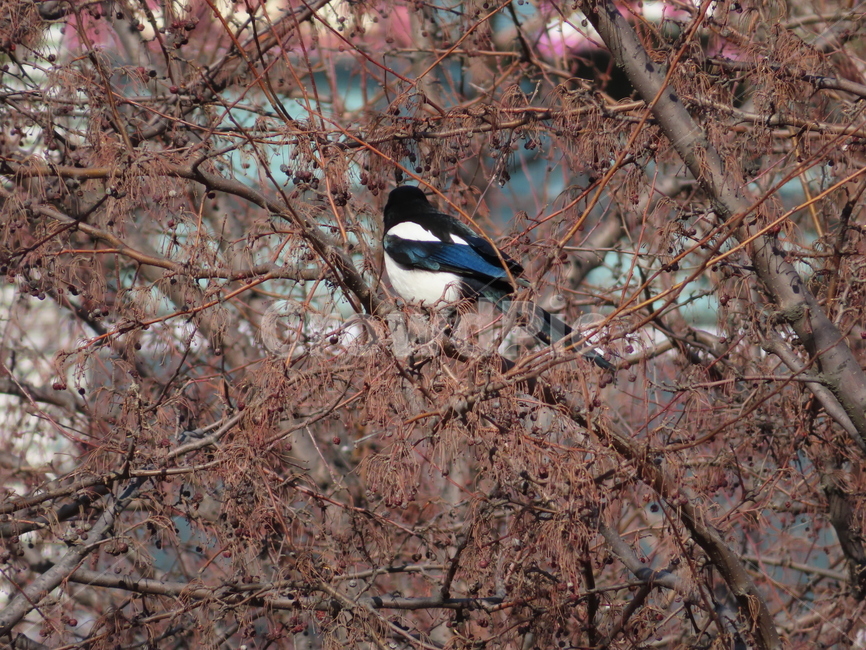 나무,식물,까치,조류,새,나뭇가지,클로즈업,tree,plant,magpie,bird,branches,closeup,동물,animal,조류,새,birds