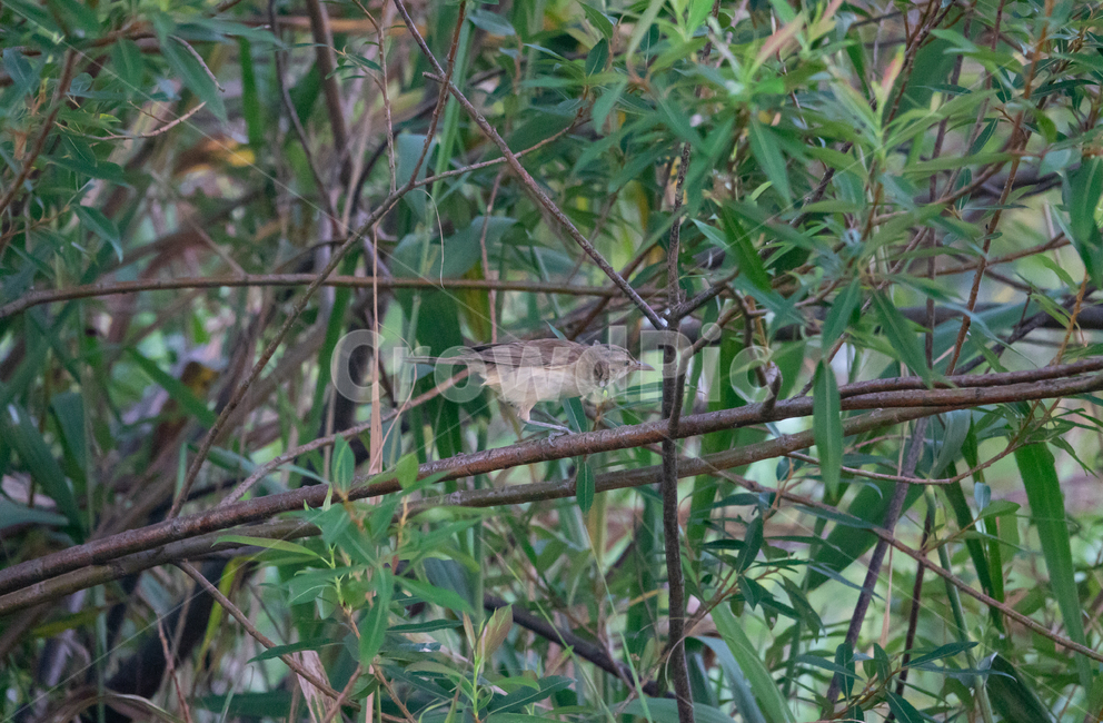 bird,새,탐조,조류,텃새,철새,동물,animal,조류,새,birds