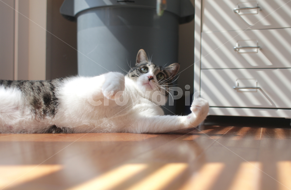동물,고양이,코숏,코리안숏헤어,집냥이