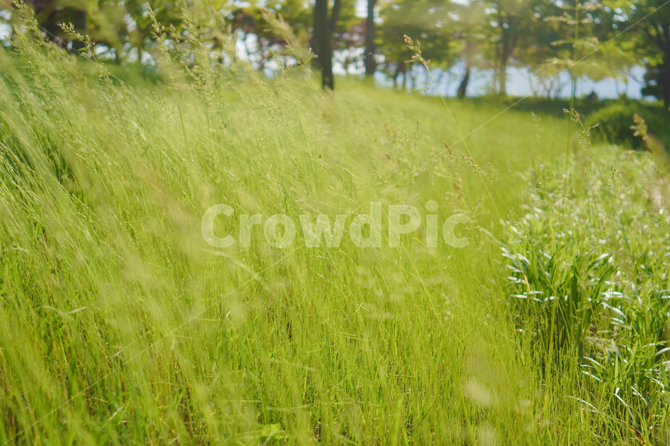 자연,접사,바람,배경화면,힐링,season,plants,nature,flower,sensible,feeling,색깔,색상,colorsense,colorsensitivity,feelingofcolor,감성,평온함,느낌,휴식